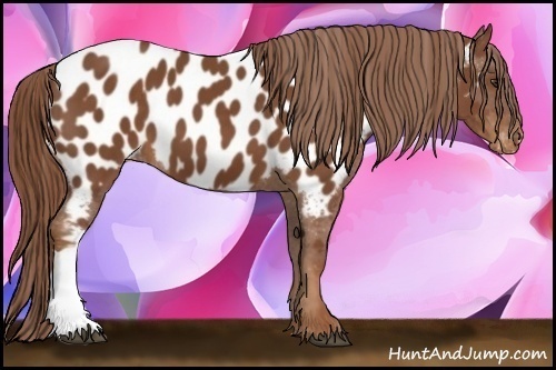 Horse Color:Chestnut Near Leopard