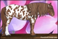 Horse Color:Chestnut Near Leopard