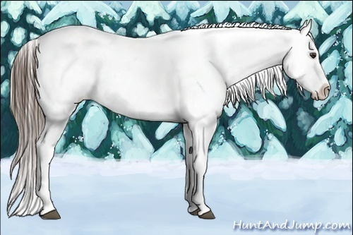 Horse Color:Liver Chestnut Appaloosa 