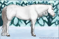 Horse Color:Liver Chestnut Appaloosa