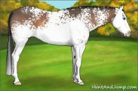 Horse Color:White Spotted Buckskin Roan Splash 