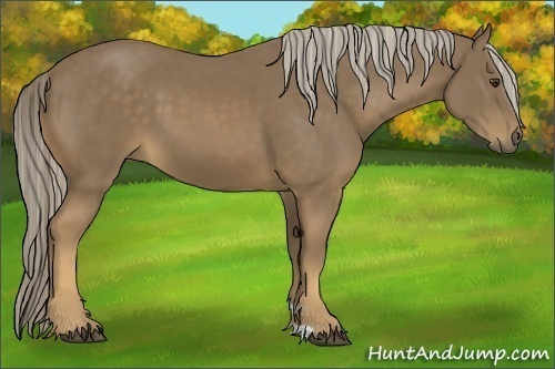 Horse Color:Chocolate Palomino 