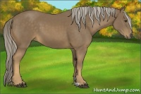 Horse Color:Chocolate Palomino 