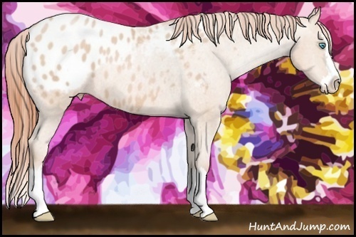 Horse Color:Buckskin Pearl Splash Appaloosa Rabicano 