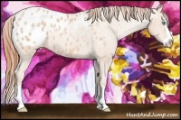 Horse Color:Buckskin Pearl Splash Blanket Rabicano 