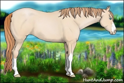 Horse Color:Buckskin Pearl 