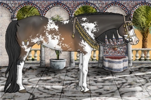 Horse Color:Buckskin Sabino