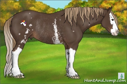 Horse Color:White Spotted Liver Chestnut Splash Rabicano 
