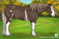 Horse Color:White Spotted Liver Chestnut Splash Rabicano