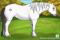 Horse Color:White Spotted Bay Roan Frame Rabicano 