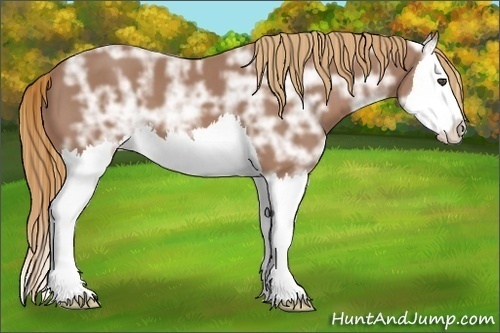 Horse Color:Chestnut Ice Splash 