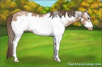 Horse Color:White Spotted Black Pearl Frame