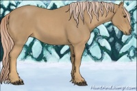 Horse Color:Palomino Roan 