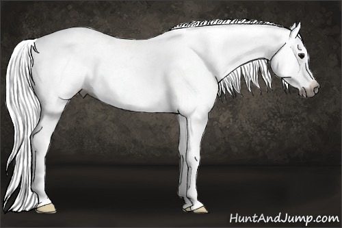 Horse Color:Gray Blue Roan Blanket 