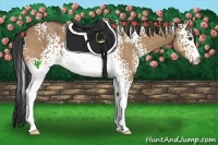 Horse Color:White Spotted Bay Dun 