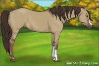 Horse Color:Liver Red Dun 