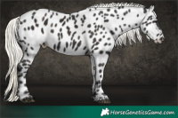 Horse Color:Liver Chestnut Mushroom Appaloosa 