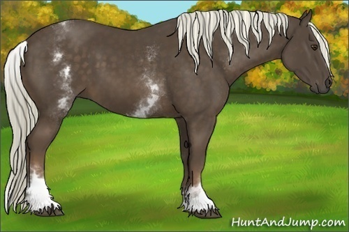 Horse Color:White Spotted Liver Chestnut Sabino 