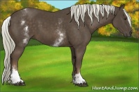 Horse Color:White Spotted Liver Chestnut Sabino