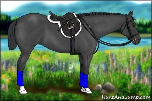 Horse Color:Blue Roan 