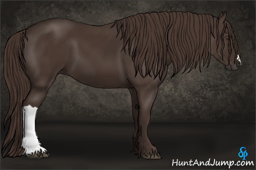 Horse Color:Liver Chestnut 