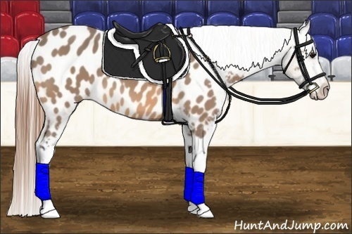 Horse Color:Buckskin Appaloosa