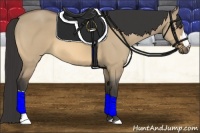 Horse Color:Buckskin Dun