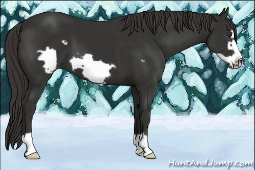Horse Color:Liver Chestnut Frame 