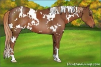 Horse Color:White Spotted Chestnut 