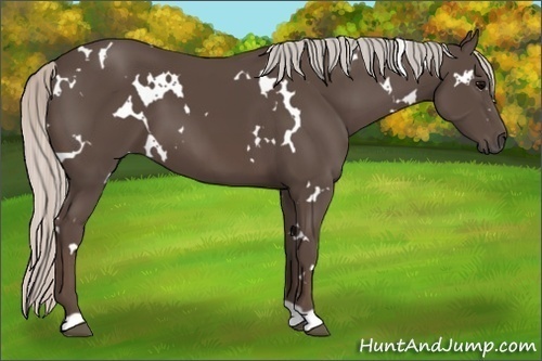 Horse Color:White Spotted Silver Black 