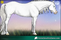 Horse Color:Chocolate Palomino Pearl Appaloosa