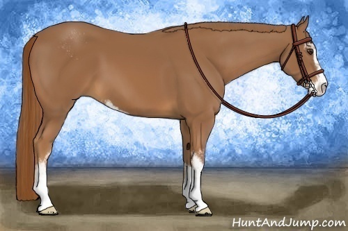 Horse Color:Chestnut Sabino 