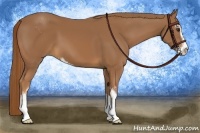 Horse Color:Chestnut Sabino 