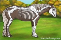 Horse Color:Silver Black 