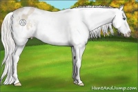 Horse Color:Cremello Roan Appaloosa 