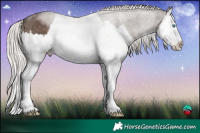 Horse Color:Silver Black Splash