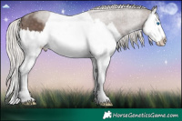 Horse Color:Silver Black Splash 