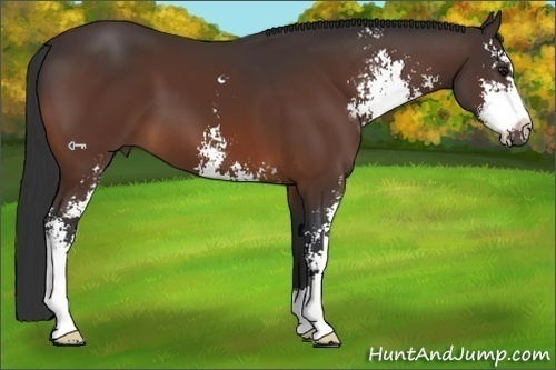 Horse Color:Bay Sabino