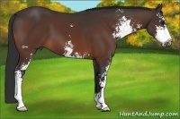 Horse Color:Bay Sabino 