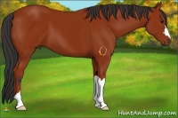 Horse Color:Bay 