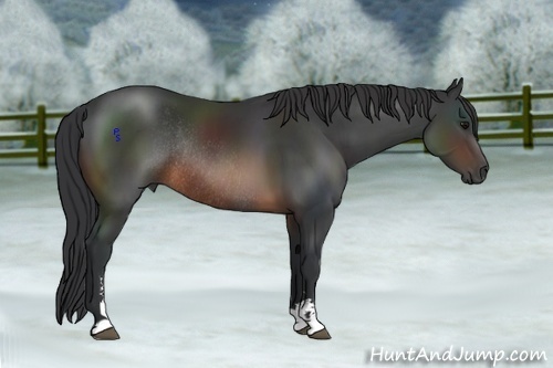 Horse Color:Brown Sabino Rabicano 