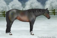 Horse Color:Brown Sabino Rabicano