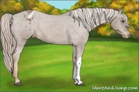Horse Color:Chocolate Palomino Varnish 