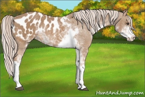 Horse Color:Palomino Sabino Blanket Rabicano