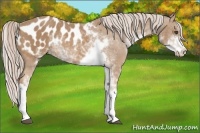 Horse Color:Palomino Sabino Blanket Rabicano