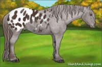 Horse Color:Liver Chestnut Appaloosa 