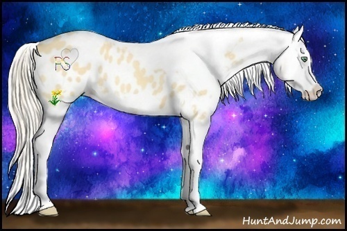 Horse Color:Gold Cream Champagne Roan Dun Splash Tobiano Frame Appaloosa Rabicano 
