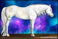 Horse Color:Gold Cream Champagne Roan Dun Splash Tobiano Frame Appaloosa Rabicano