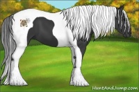 Horse Color:Black Tobiano 