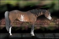 Horse Color:Buckskin Sabino